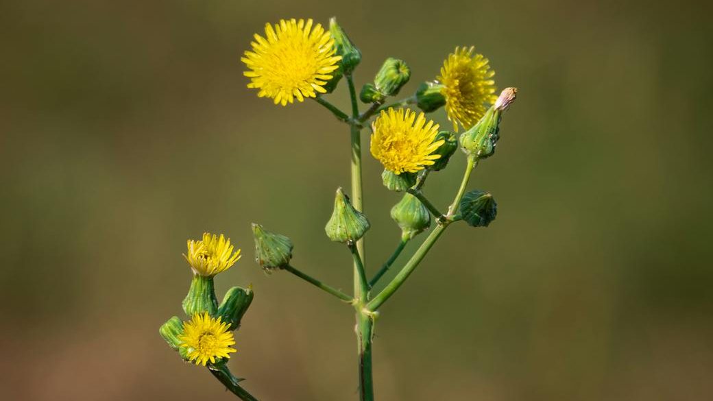 The Importance of Identifying Invasive Plants